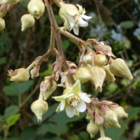 Rubus fairholmianus Gardner